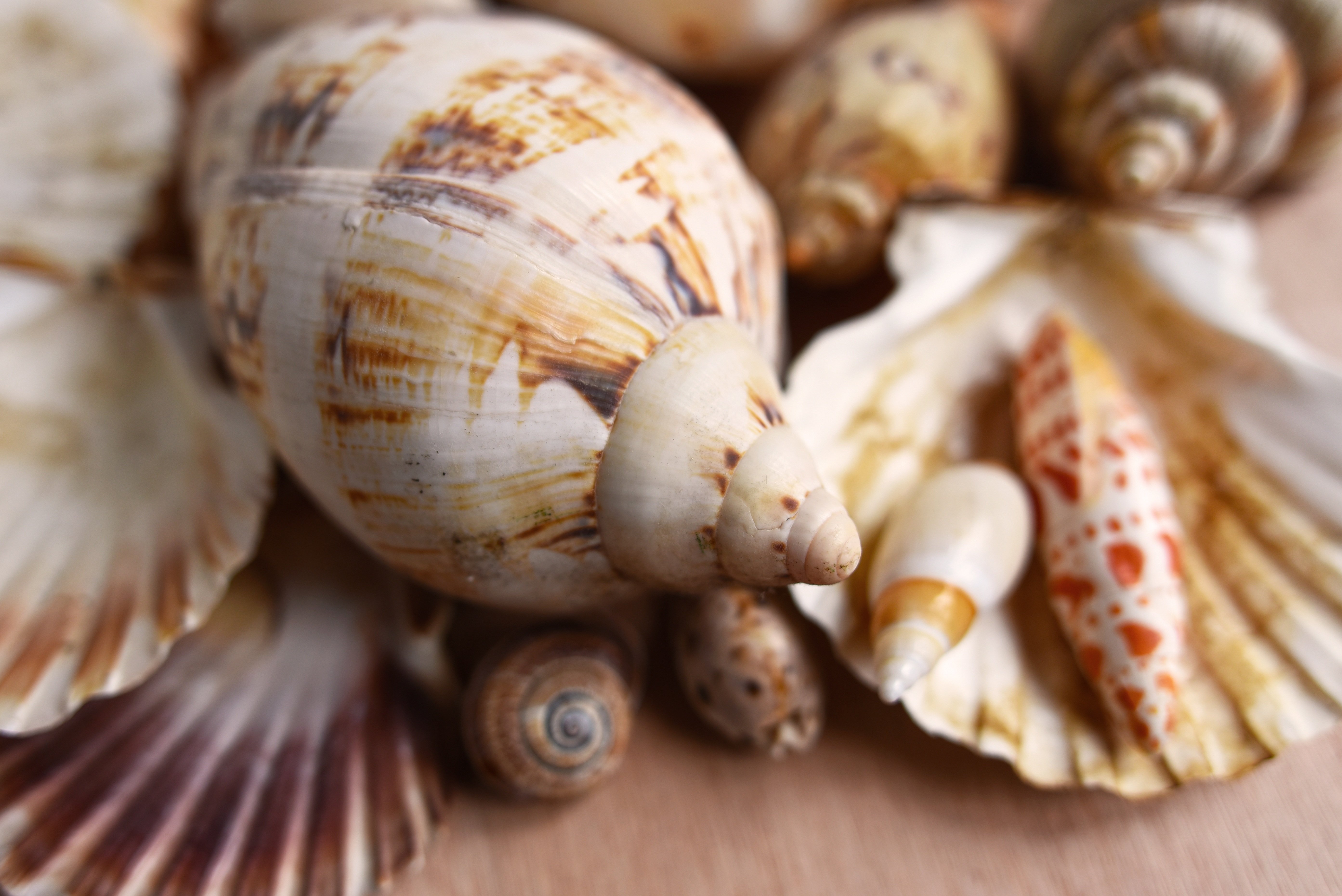 Coquillages Sozopol